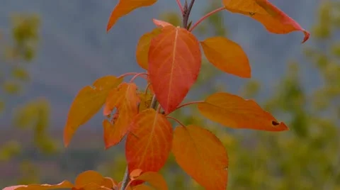 Red Leaves Stock Footage 8991688