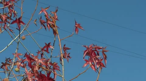 Red Leaves Stockbeeldmateriaal 10680689