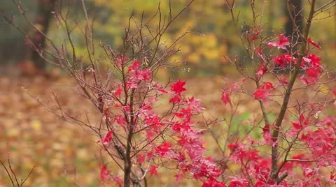 Red Leaves Video stock 12435736