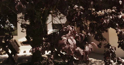 Red leaves Vídeo Stock 26218646