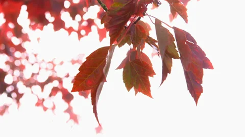 Red Leaves Stock Footage 31873988