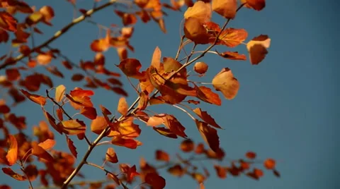 Red Leaves Stock Footage 32663165