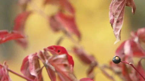Red Leaves Video stock 52710407