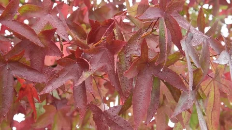 The red leaves Stock Footage 68694292