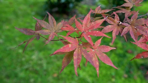 Red leaves Stock Footage 125125315