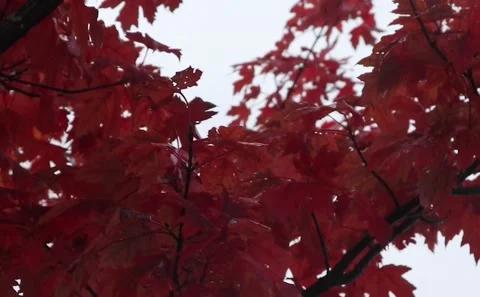 Red Leaves Stock Footage 143031736
