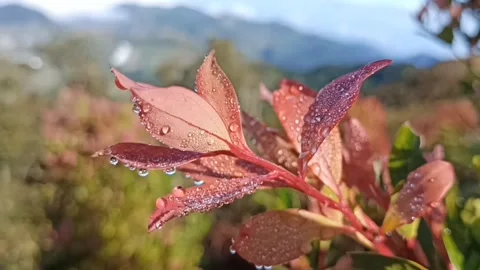 Red leaves Stock Footage 260228448