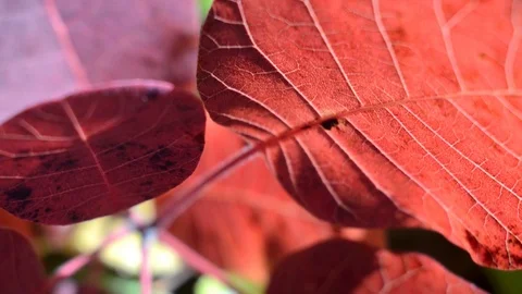 Red leaves in the forest, camera in motion 库存影片 97071655