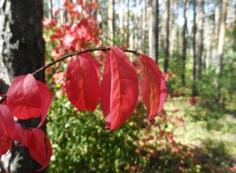 Red leaves in forest Stock Photos