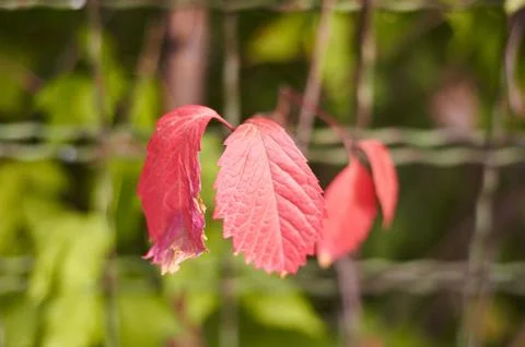 Red leaves of the grape 스톡 사진