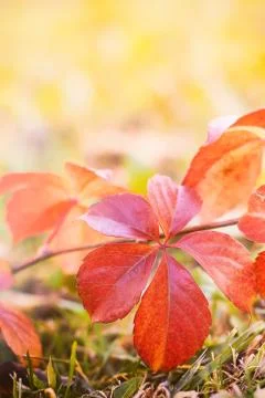 Red leaves in grass Stock Photos