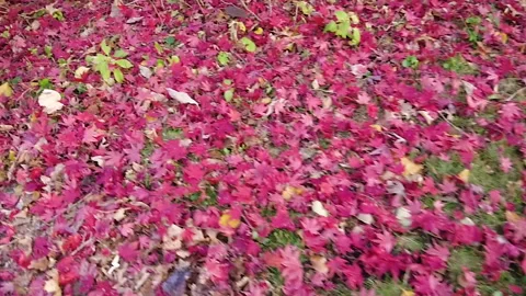 RED LEAVES ON GROUND Stock Footage 187098243