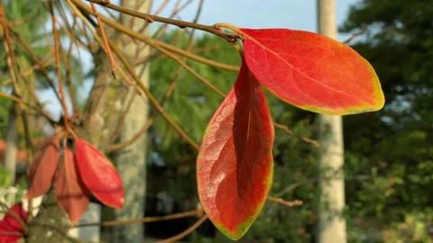 Red leaves hanging on a tree branch 库存影片 135845232