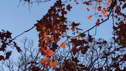 Red Leaves Illuminated in Fall 動画素材 80845967