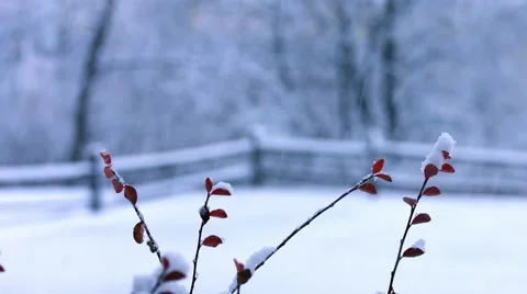 Red Leaves ion the Snow 動画素材 44343493