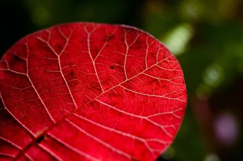 Red leaves macro Stock Photos