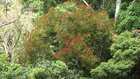 Red leaves, Malaysia Stock-Footage 287355504