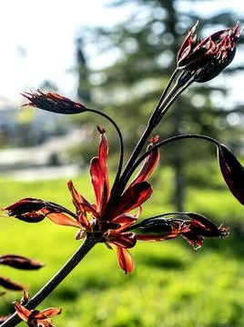 Red leaves of a maple on a background of delicate spring greens Stock Photos