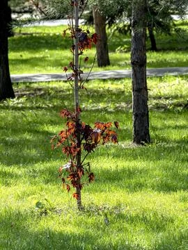 Red leaves of a maple on a background of delicate spring greens Stock Photos