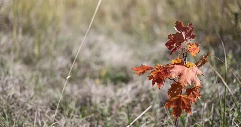 Red leaves of a maple sprout on the background of a bokeh grass field golden aut Video stock 168181957
