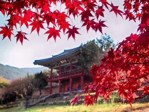 Red Leaves of Maple Tree at Dodong Seowon, Dalseonggun, Daegu, South Korea Stock Photos