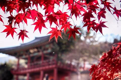 Red Leaves of Maple Tree at Dodong Seowon, Dalseonggun, Daegu, South Korea Foto stock