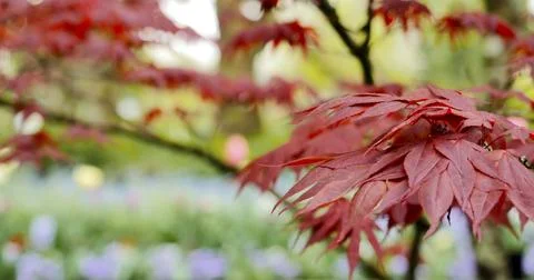 Red leaves on a maple tree during spring in a garden with colorful flowers in Stock Photos