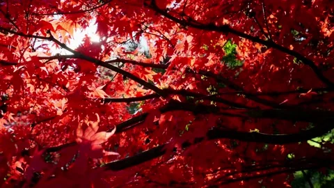 Red leaves maple tree in a garden Stock-Footage 146154168