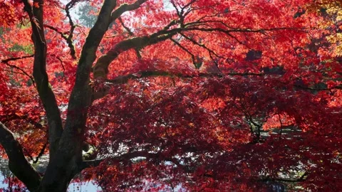 Red leaves maple tree in a garden Stock Footage 146154265