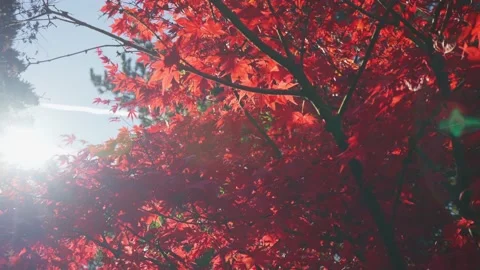 Red leaves maple tree in a garden Stock-Footage 146154332