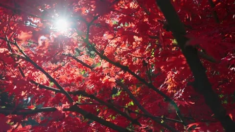 Red leaves maple tree in a garden Stock-Footage 146154585
