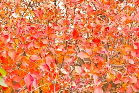 Red leaves of a maple tree Stock Photos