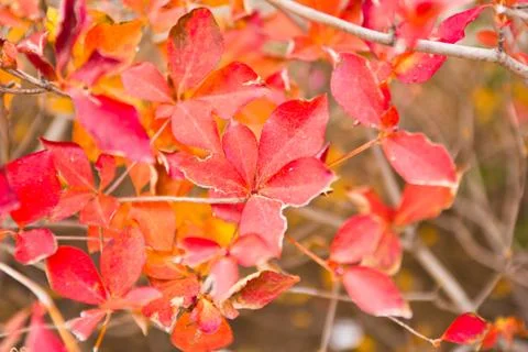 Red leaves of a maple tree Stock Photos