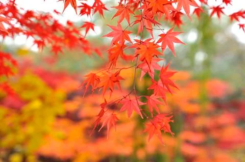 Red leaves on a maple tree Stock Photos