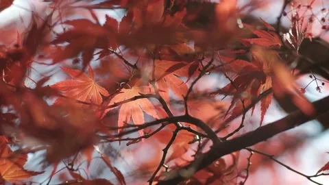 Red leaves of maple tree in soft light Stock Footage 154554920