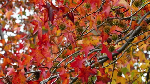 Red leaves on maple trees swaying in the wind in autumn season. Stock Footage 221192485