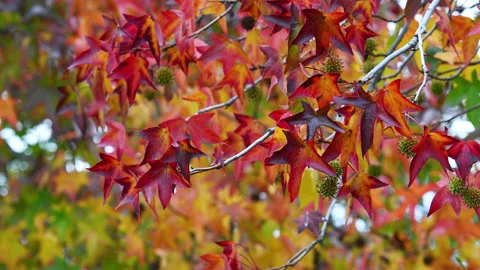 Red leaves on maple trees swaying in the wind in autumn Stock-Footage 221195086