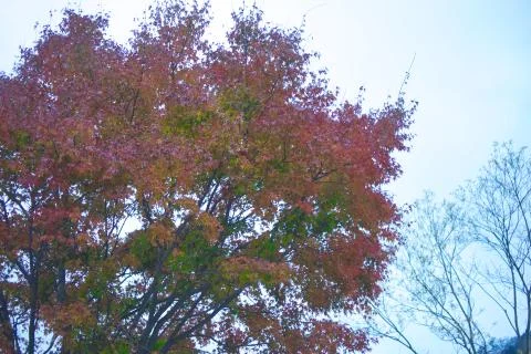Red Leaves of Nikko Stock Photos