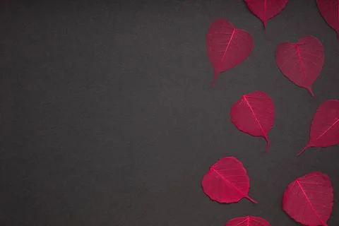 Red leaves pattern black paper background Creative Top view flat lay autum... Stock Photos