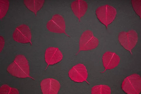 Red leaves pattern black paper background Creative Top view flat lay autum... Stock Photos