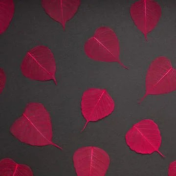 Red leaves pattern black paper background Creative Top view flat lay autum... Stock Photos