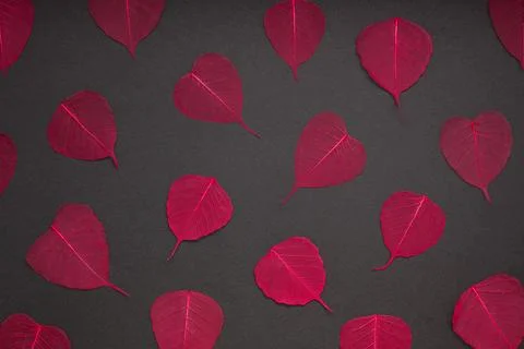 Red leaves pattern black paper background Stock Photos