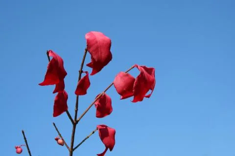 Red leaves Stock Photos