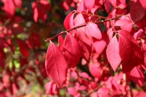 Red leaves Stock Photos