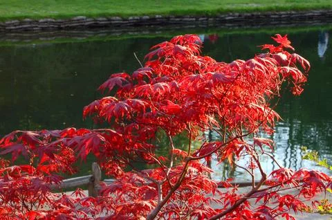 Red leaves Stock Photos