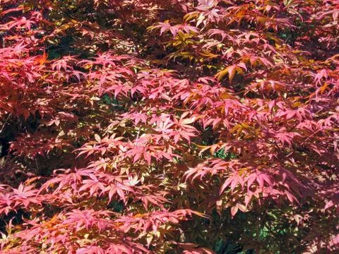 Red leaves Foto stock