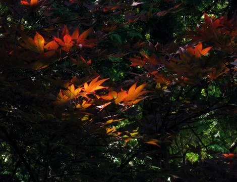 Red leaves Stock Photos
