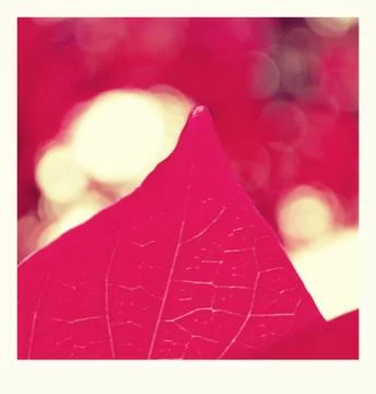 Red  leaves Stock Photos
