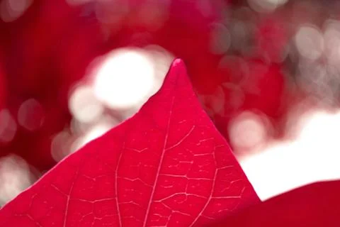 Red  leaves Stock Photos