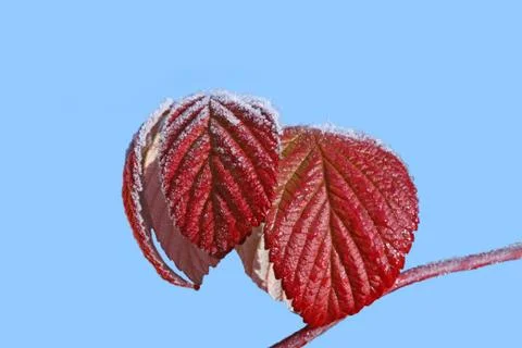 Red leaves Foto stock